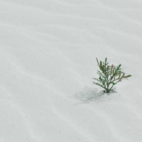 Germination Sand
