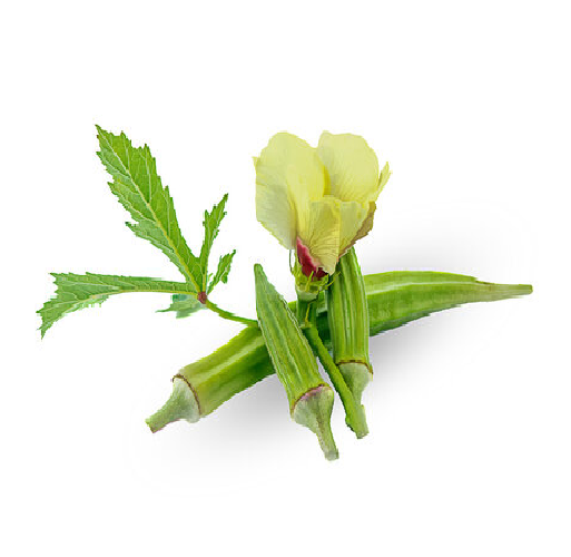 Okra Buds