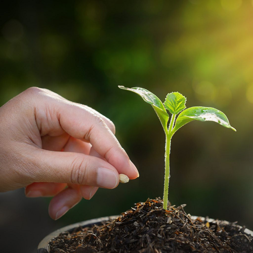 Seed Industry